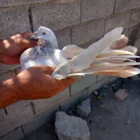 کبوتر نره سینه زرد