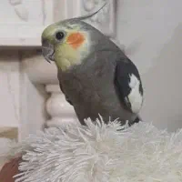 پرنده خاص