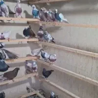 پنجاه تا کبوتر