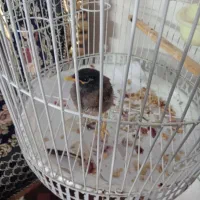 جوجه مینا