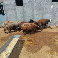 گوسفند شیشک پشندی