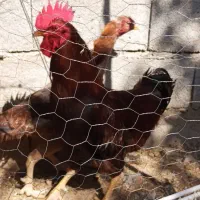 فروش‌مرغ‌وخروس