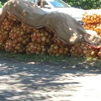 پیازه خشک به شرط مخصوص سرخ کردن