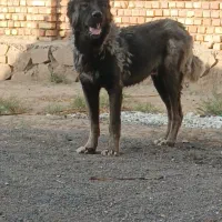 توله سرابی 9ماهه