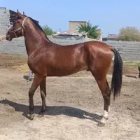 اسب ترکمن دوساله فصل یک تبارنامه