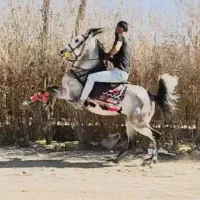 سواری و پانسیون