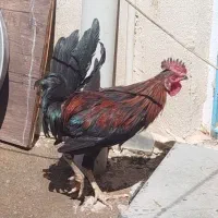 مرغ خروس