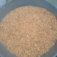 گندم بذری ریژاو