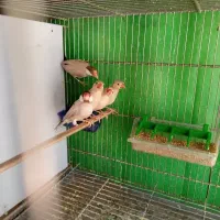 نرگسی شکلاتی مولد با ۳جوجه
