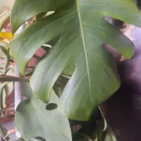 برگ انجیری بزرگ
