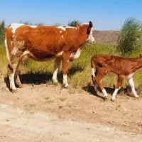 تلیسه مونت بیلیارد پرشیر با گوساله مونت بیلیارد