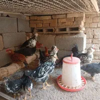 خروس . مرغ