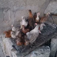 جوجه