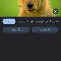 سگ پیداشده