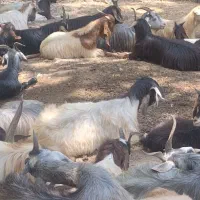 بز بزغاله نر وماده چاق کشتاری
