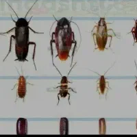 سمپاشی و سم فروشی نابودگر