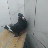 پلنگ نر  کلاهی و ماده بد رنگ