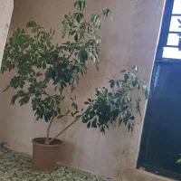 گل خوشگل