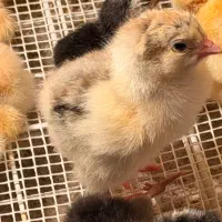 جوجه یک روزه تا یک ماه برهما سبرایت کوشین امروک
