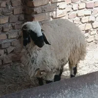 بره نر