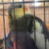 طوطی عروس زرنگ بدون قفس