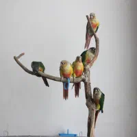 طوطی گرینچیک ۵ ماهه بازیگوش سخنگو