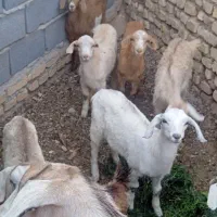 بزشیری وکره