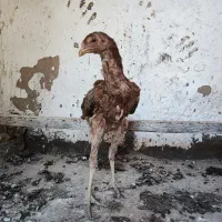 مرغ و خروس لاری