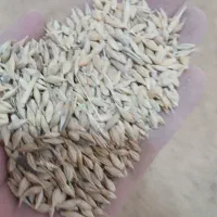 جوبومی قیمت مناسب