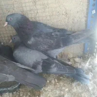 اصفهانی پر