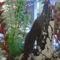 کت اسپرت(لجن خوار)