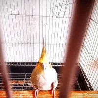 تعدادی عروس هلندی رام و دستی سخنگو هم موجوده