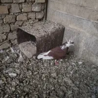 کبوتر کفتر