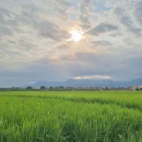 برنج فجر گلستان علی آباد کتول