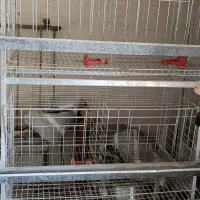 قفس مرغ تخمگذار