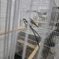 فنچ وایدا