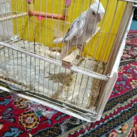 عروس هلندی البینو نر معاوضه با قناری
