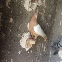 کفتر بوم رنگه صید پرشی جوجه المانی