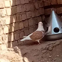 پشت زرد