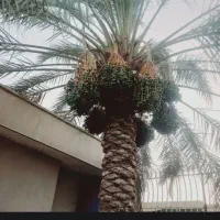 بستن وتمیز کردن نخل