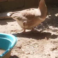 تخم قوقاز