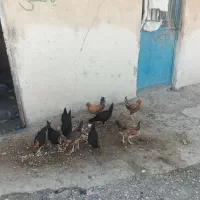 6عددخروس