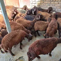 گوسفند پرواری