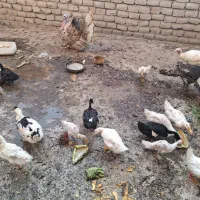 مرغ و خروس