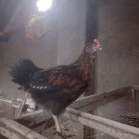 جوجه خروس