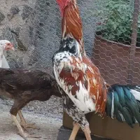 فروش  مرغ وخروس