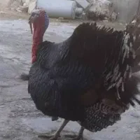 بوقلمون