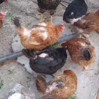 فروش مرغ تخم گذار گلپایگان