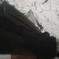 یک جفت نر ماده سینه سیاه