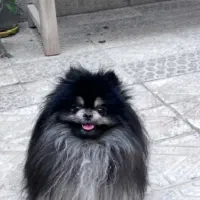 سگ پامرانین اصیل عروسکی